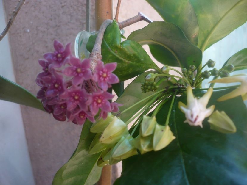 P1480590 - HOYA 2021-1