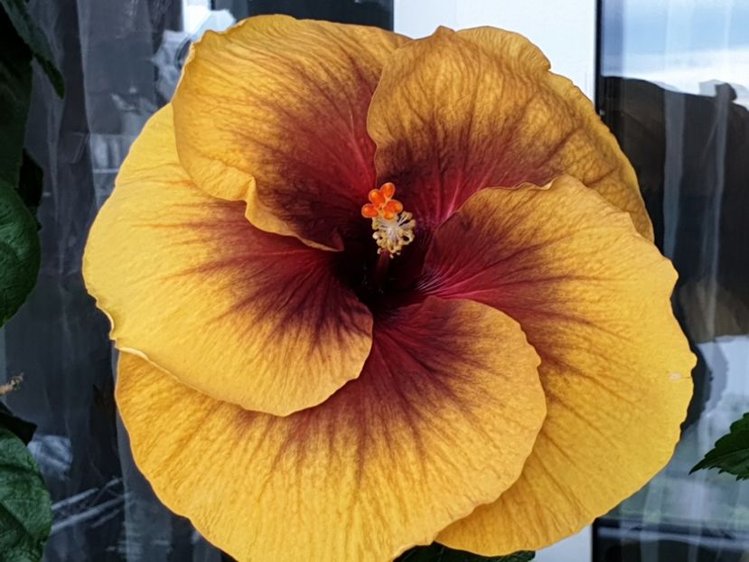  - Tahitian Dark Congo