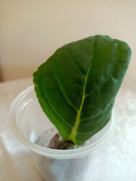 14.06.2021-RB - Gloxinia la prins în 2021-2022-2024