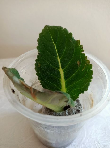 14.06.2021-G11 - Gloxinia la prins în 2021-2022-2024