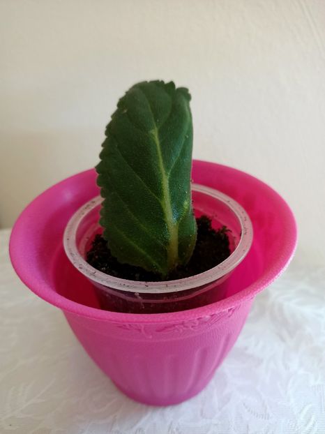 14.06.2021-G5 - Gloxinia la prins în 2021-2022-2024