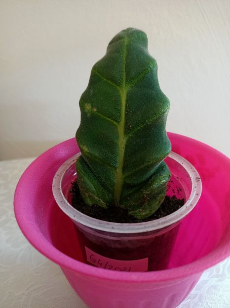 14.06.2021-G4 - Gloxinia la prins în 2021-2022-2024