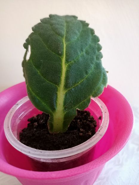 14.06.2021-G3 - Gloxinia la prins în 2021-2022-2024