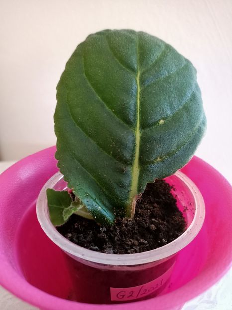 14.06.2021-G2 - Gloxinia la prins în 2021-2022-2024