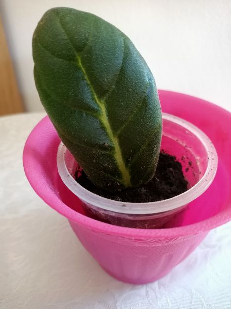 G1 din față - Gloxinia la prins în 2021-2022-2024