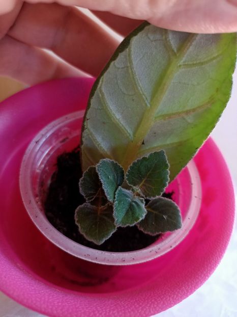 G1 din spate ❤️ - Gloxinia la prins în 2021-2022-2024