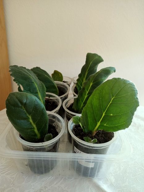 14.06.2021 - Gloxinia la prins în 2021-2022-2024