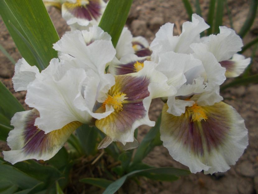 MUGGLES - IRISI PITICI DISPONIBILI 2022