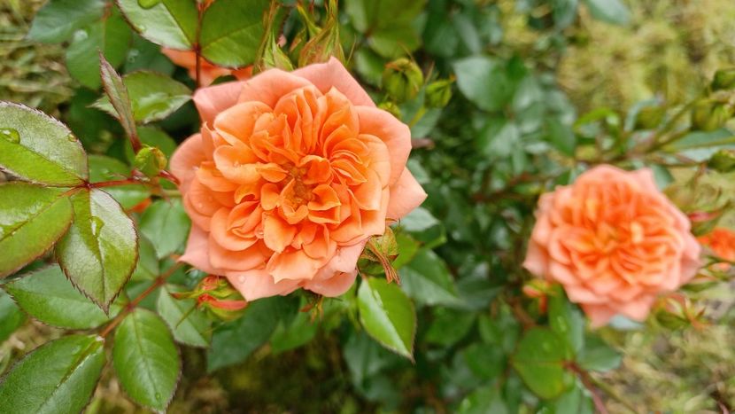 IMG-20210613-WA0024 - Trandafiri 2021