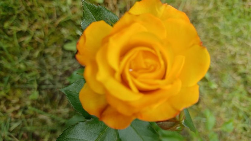 IMG-20210613-WA0022 - Trandafiri 2021