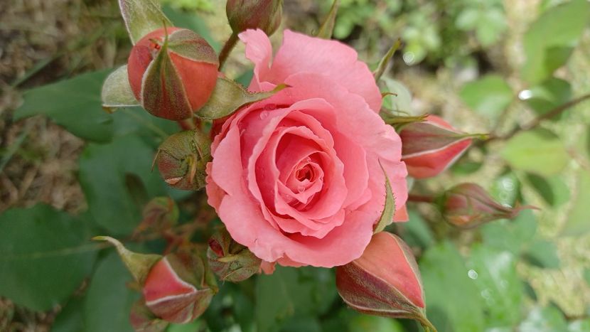 IMG-20210613-WA0020 - Trandafiri 2021