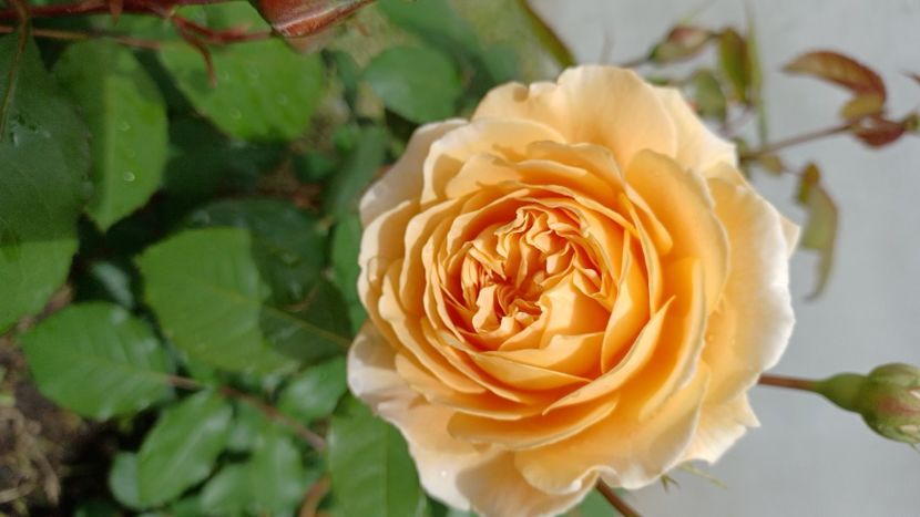 IMG-20210613-WA0018 - Trandafiri 2021