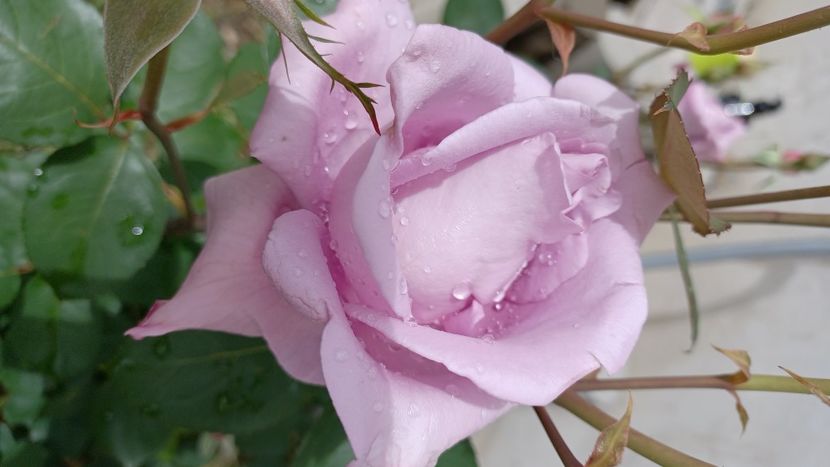 IMG-20210613-WA0016 - Trandafiri 2021