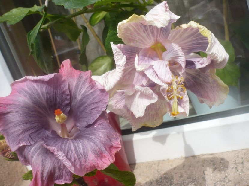 P1480604 - HIBISCUSI 2021-1