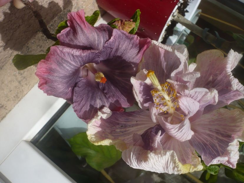 P1480605 - HIBISCUSI 2021-1