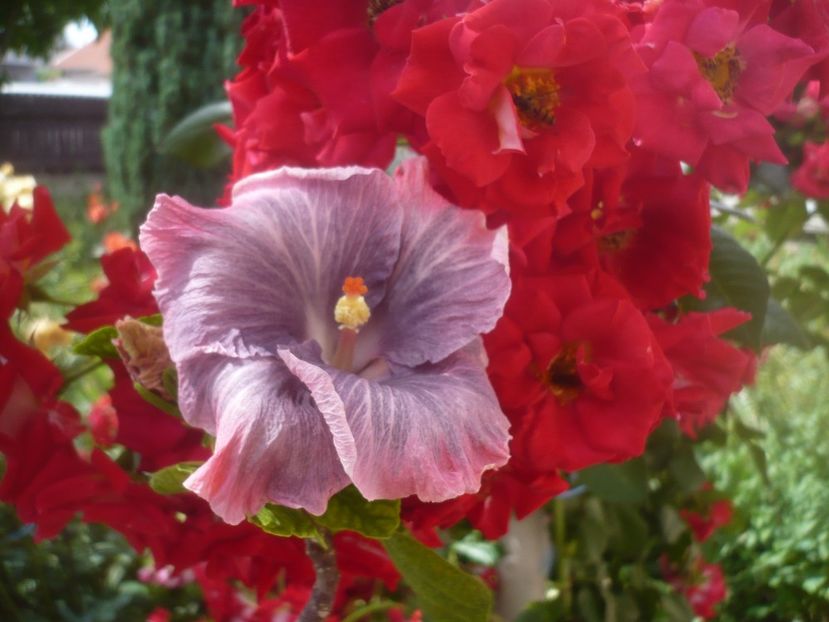 P1480606 - HIBISCUSI 2021-1