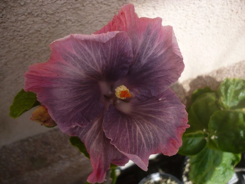 P1480607 - HIBISCUSI 2021-1