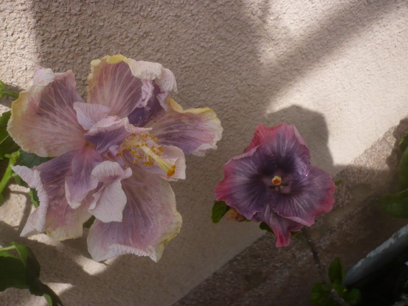 P1480609 - HIBISCUSI 2021-1