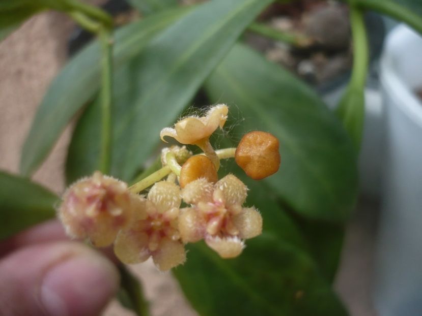 P1480595 - HOYA 2021-1