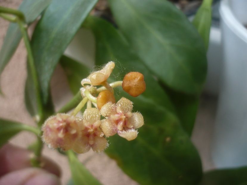 P1480596 - HOYA 2021-1