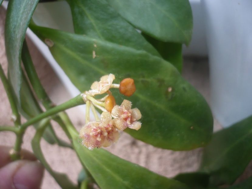 P1480597 - HOYA 2021-1