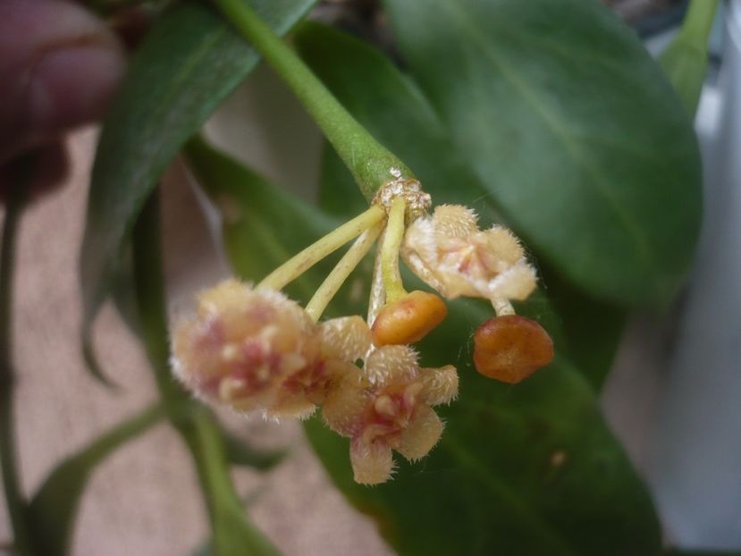 P1480598 - HOYA 2021-1