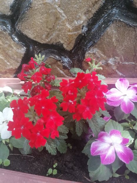  - Ale mele floricele