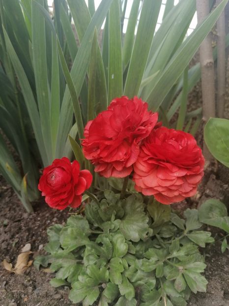  - Ale mele floricele