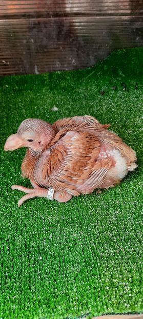 IMG-20210611-WA0009 - Puii americani 2021