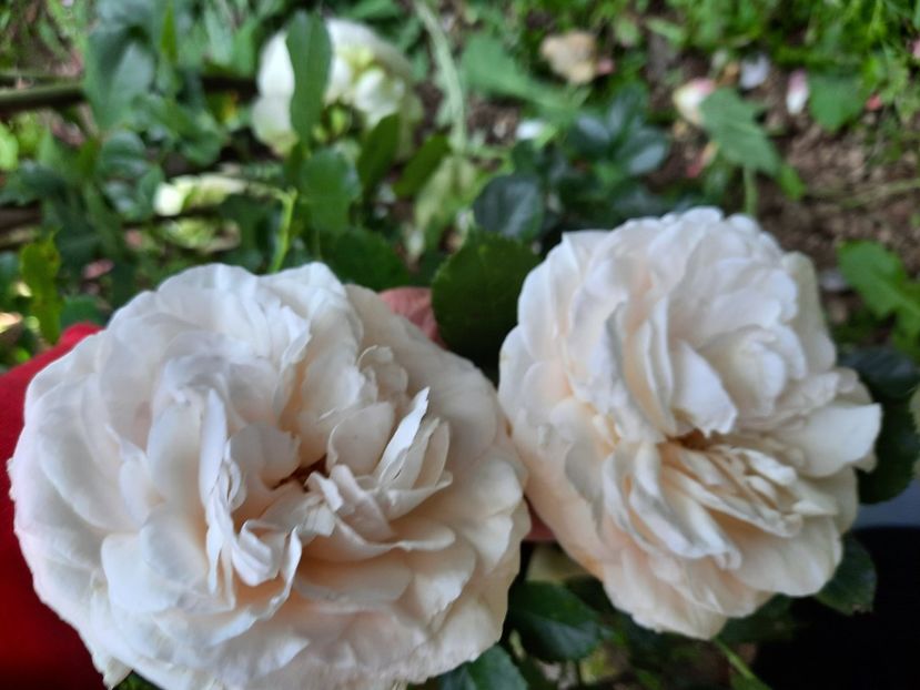  - Trandafiri 2020-2023