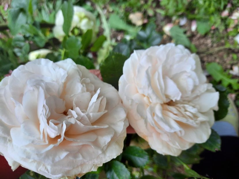  - Trandafiri 2020-2023