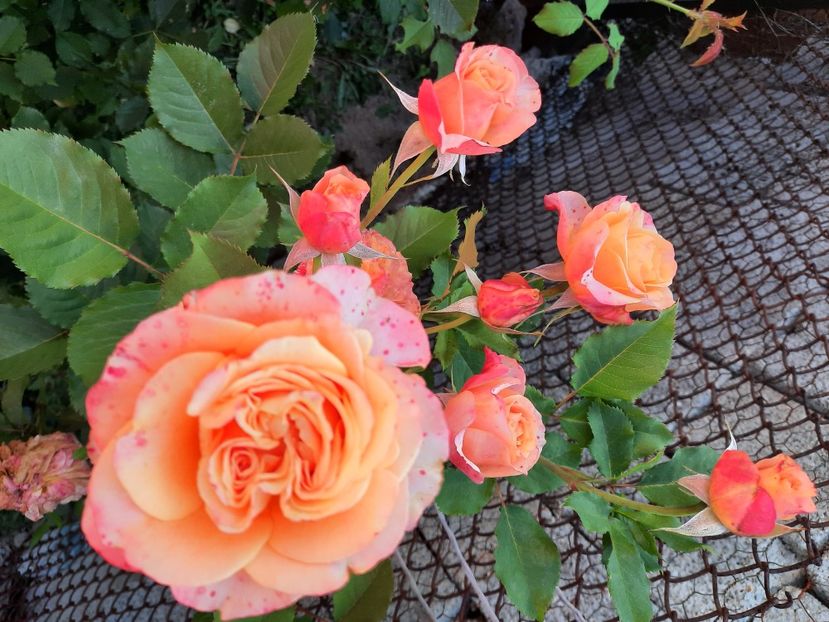  - Trandafiri 2020-2023