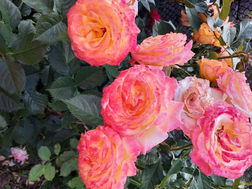  - Trandafiri 2020-2023