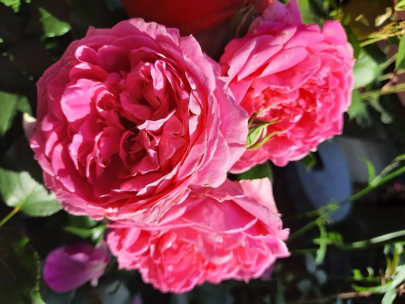  - Trandafiri 2020-2023