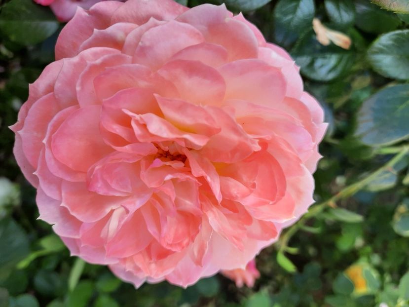  - Trandafiri 2020-2023