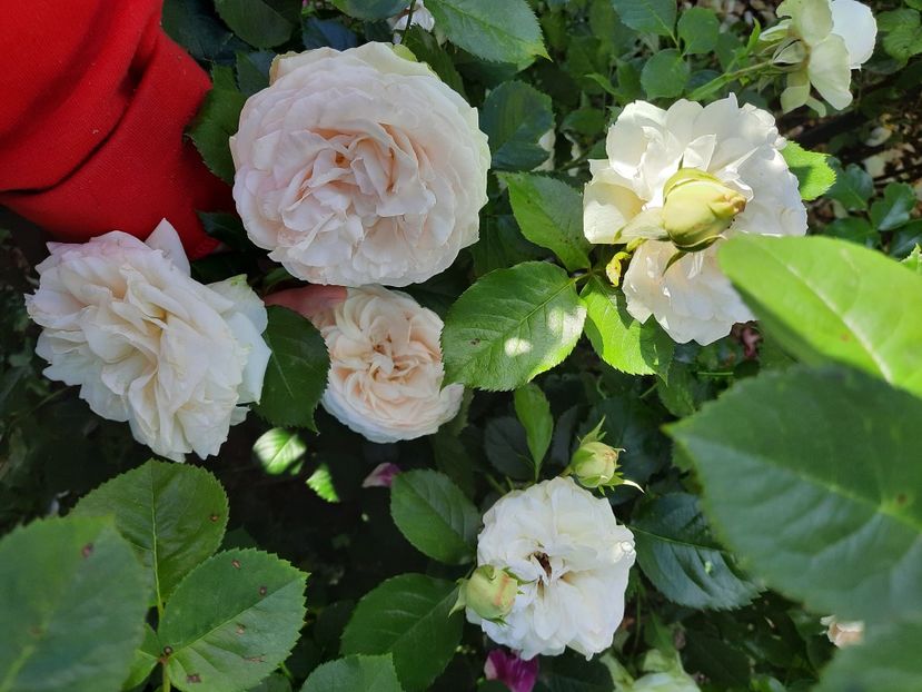  - Trandafiri 2020-2023