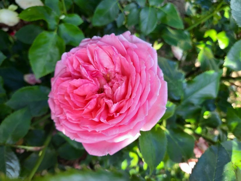  - Trandafiri 2020-2023