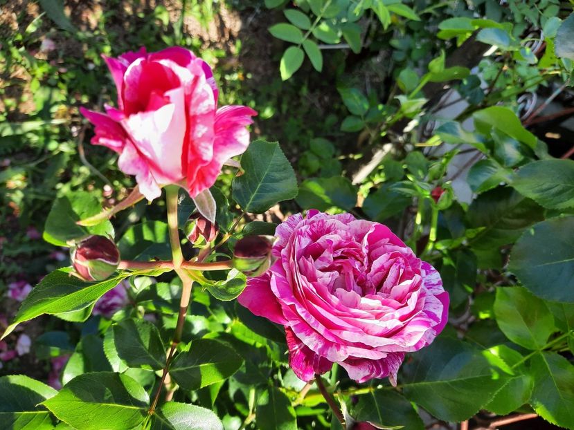  - Trandafiri 2020-2023