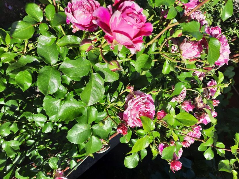  - Trandafiri 2020-2023