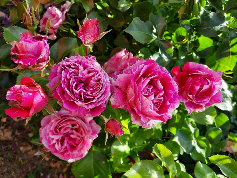  - Trandafiri 2020-2023