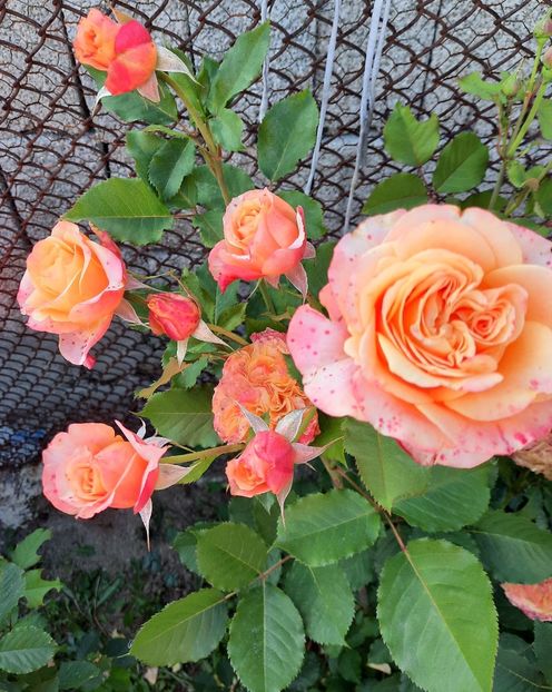 20210614_183832~2 - Trandafiri 2020-2023