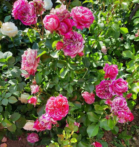 20210614_183329~2 - Trandafiri 2020-2023