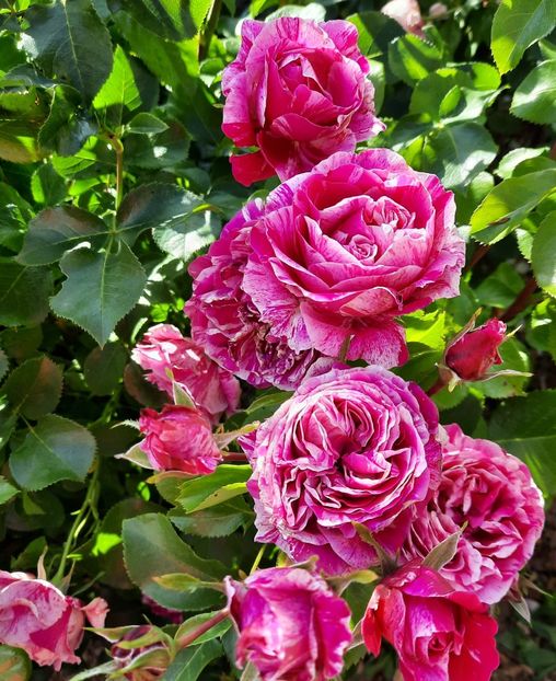 20210614_183305~2 - Trandafiri 2020-2023