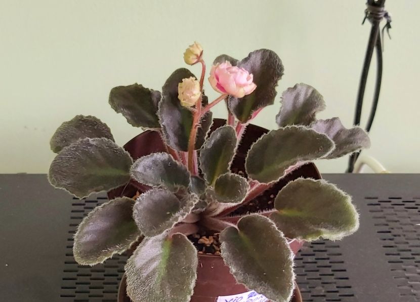  - Violete africane 2021