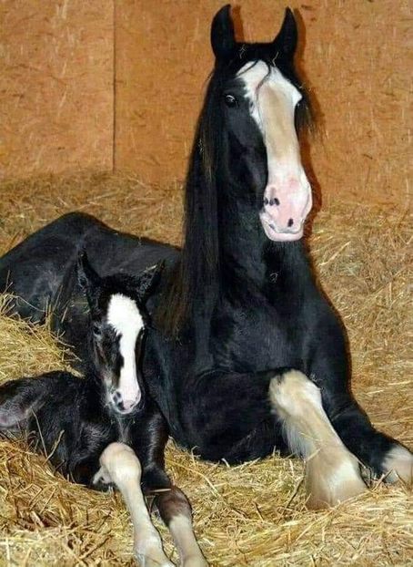  - Cai animale nobile