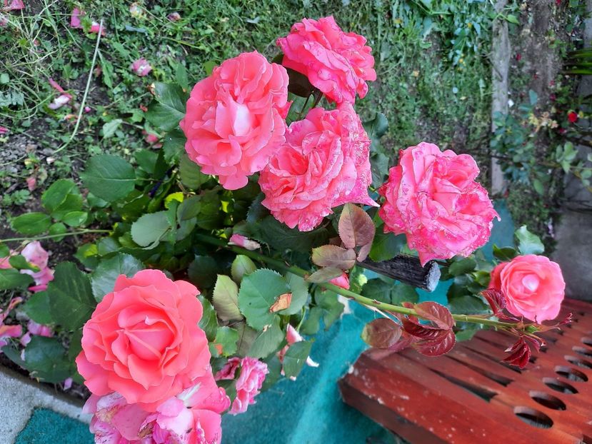  - Trandafiri 2020-2023