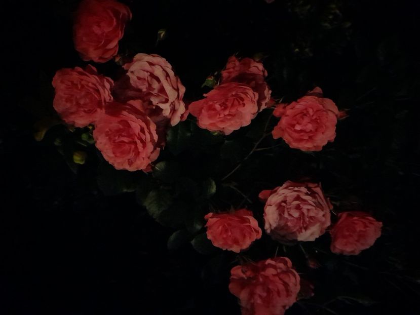 Ingrid wendl - 2021 trandafiri