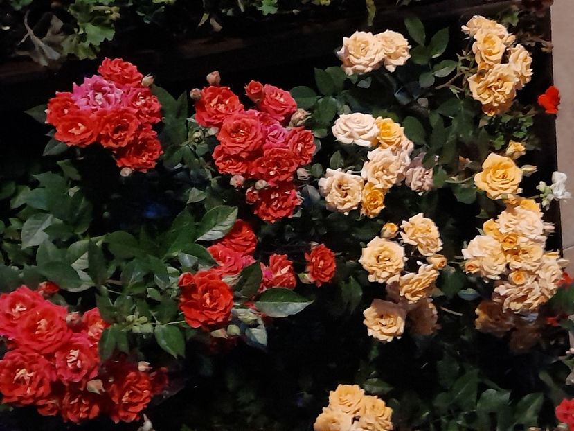 Chili clementine si clementine - 2021 trandafiri