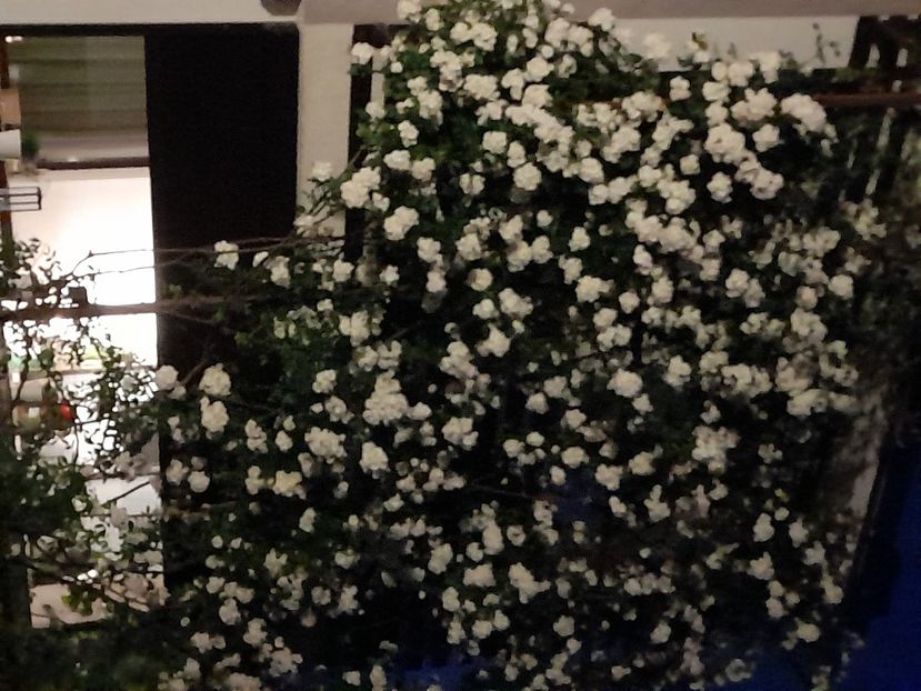 Snow goose - 2021 trandafiri