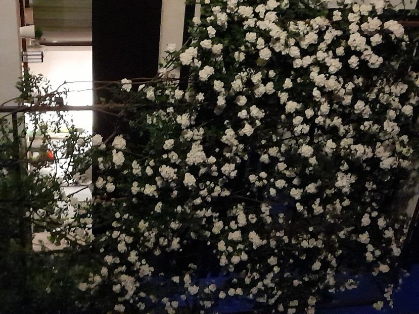 Acelas - 2021 trandafiri